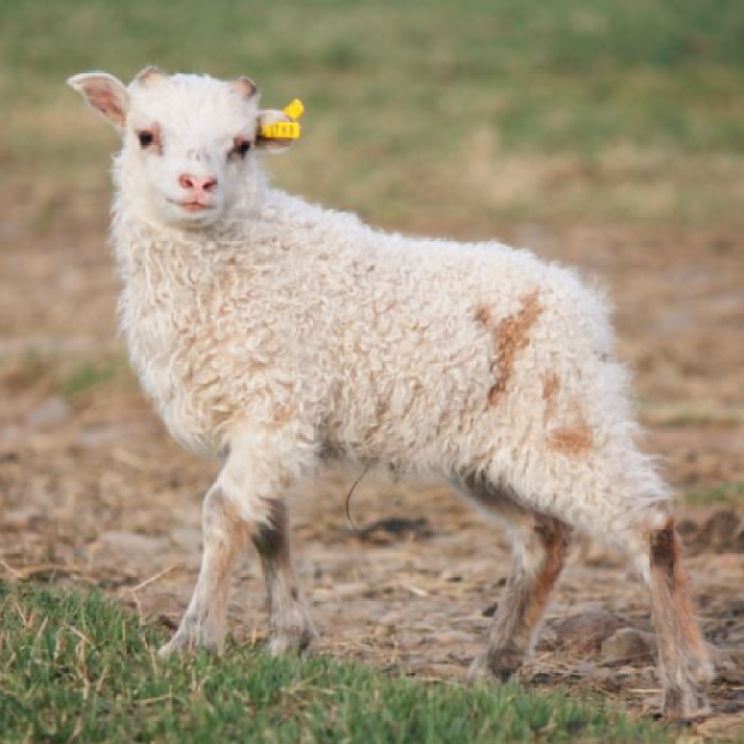 gult-lamb